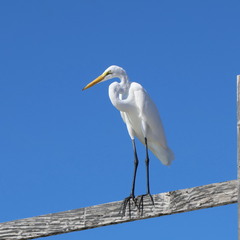 Велика біла чапля