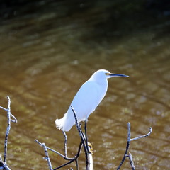 снігова чапля - Snowy Egret (Egretta thula).