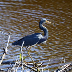 Мала блакитна чапля