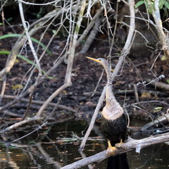 Американська змієшийка