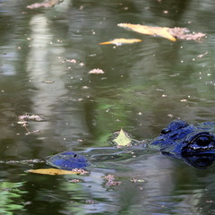 А ось і алігатор!