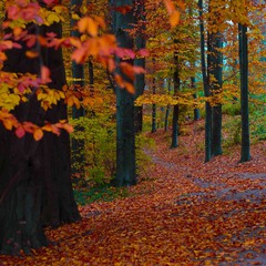 Різнобарвна осінь