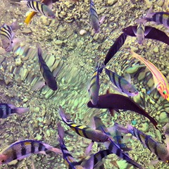 Рыбки Красного моря