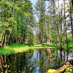Лісне озерце