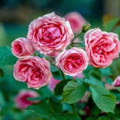 Five roses