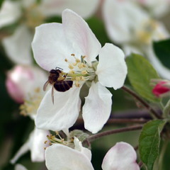 Apple bee