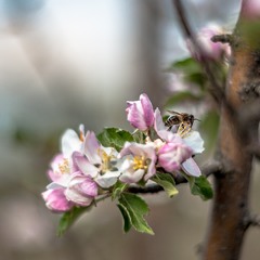 April bee