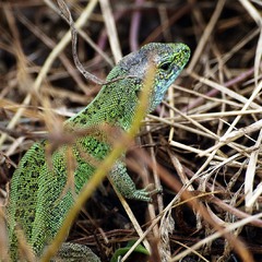 Green lizard