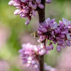 Бджілка на церцисі