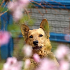 Персиковий собака