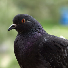 Pigeon's portrait