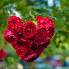 Трояндове серце