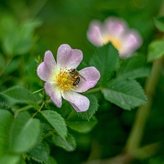 Bee on a dog rose