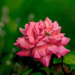 Любитель троянд