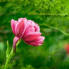 Піоноподібний тюльпан