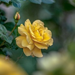 Yellow rose