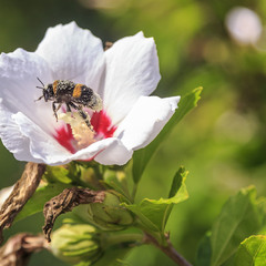Пчела и тюльпановое дерево