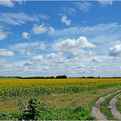 Дорога понад полем де цвіте соняшник