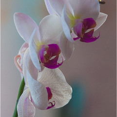 Біла орхідея
