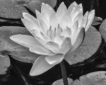 Water lily in the pond