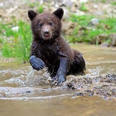 Нападающий медвежонок