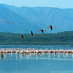 Фламинго на озере Багория.