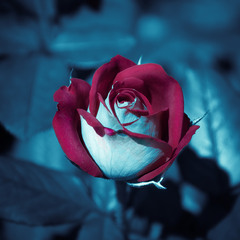Холодная роза