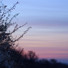 Барви одного весняного світанку