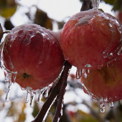 Яблоки во льду