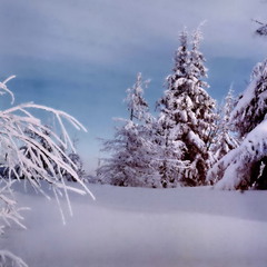 Белая вьюга-зима снегом запорошила