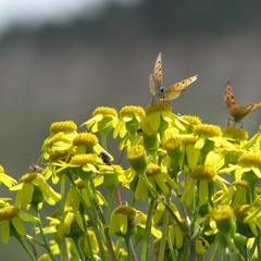 метелики