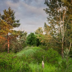 Орельский лес