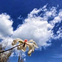 Чомусь летять к магнолії