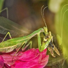 Дзеркальна страва богомольця