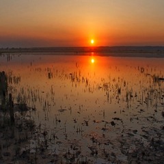 Дзерксончик в вечері