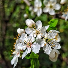 Квітучий Квітень