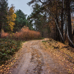 Осенней позднею порою лес дремлет тихой полумглою