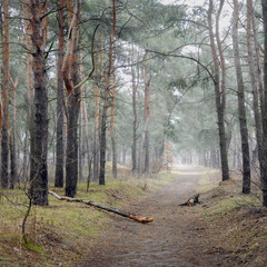 В лесу lll