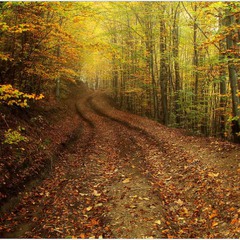 Дорога в осінь...