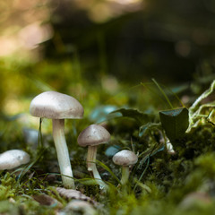 Семейство грибных