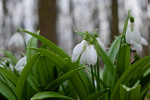 Підсніжники Холодного Яру.