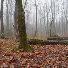 Листопад - всьо. Тихо і волого.