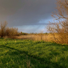 Перед зливою.