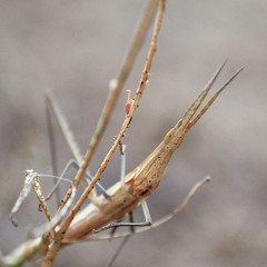 Acrida bicolor