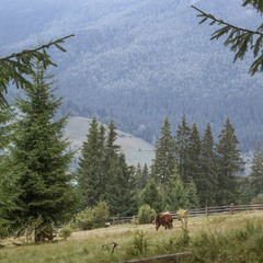 Cows on a sloped field