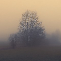 Вечерний туман...