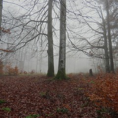 Край ліса туман...
