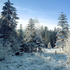 Зима в Карпатах