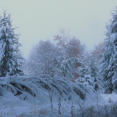 Перший сніг в ранковому лісі