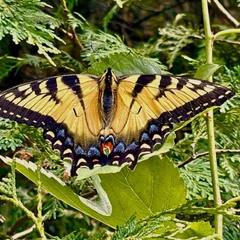 Канадські метелики